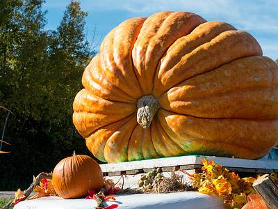 A The Largest Squash Ever Grown Weighed as Much as a Grand Piano