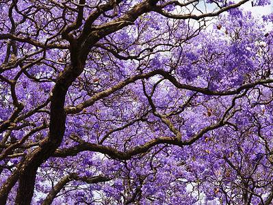 A Discover Jacarandas: California’s Beautiful Purple Flowering Tree