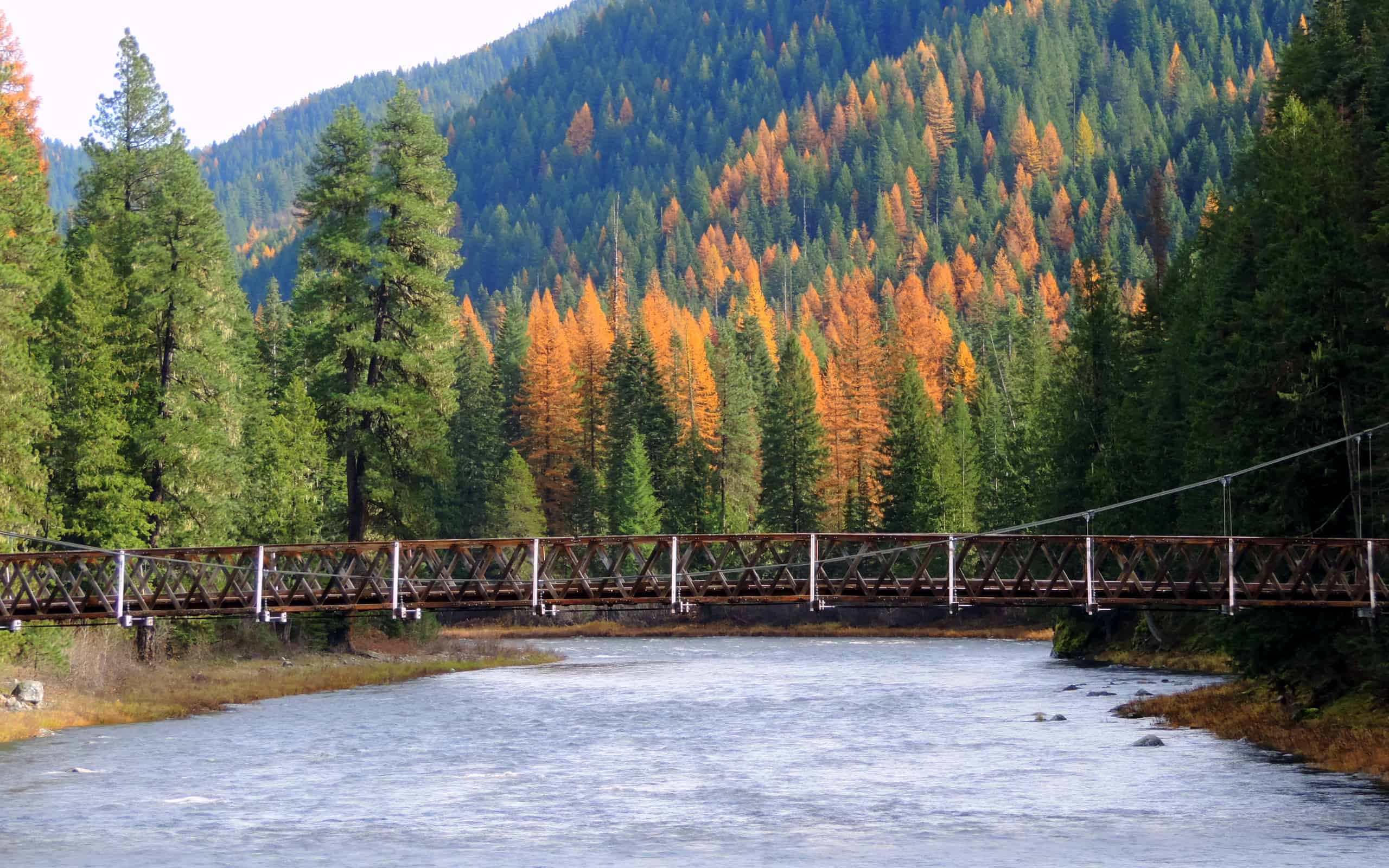 Foot bridge over Lochsa River with Tamaracks in the background