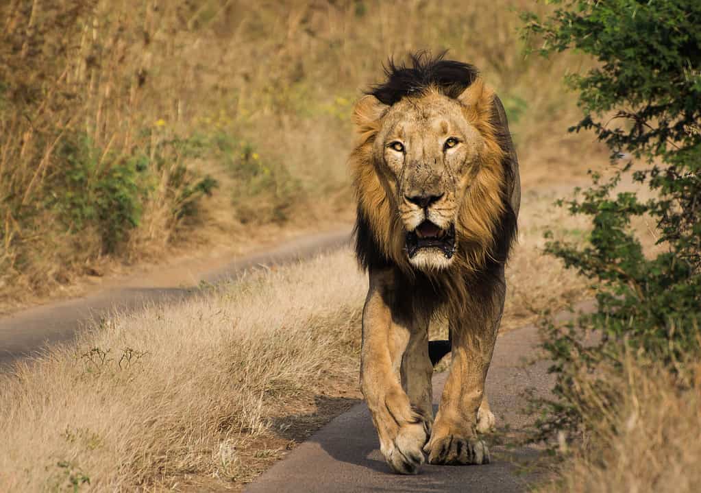 Lion walking in Jungle of Gir National Park & Wildlife