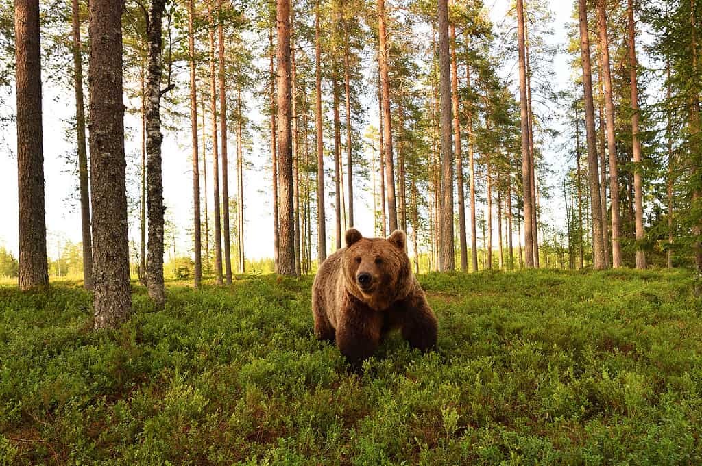 European brown bear in a forest scenery. Brown bear in a forest landscape.