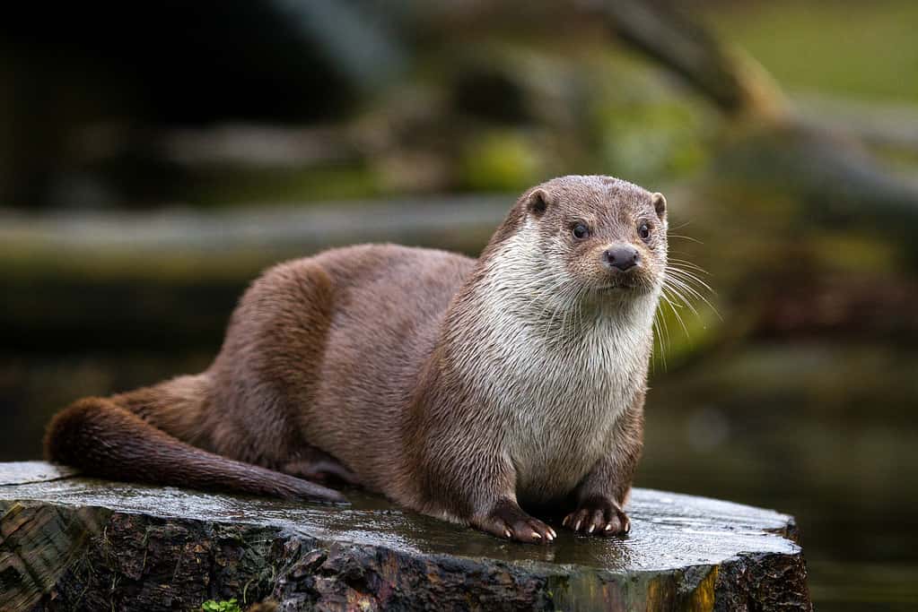Otter, River Otter, River, Photography, Animals In The Wild