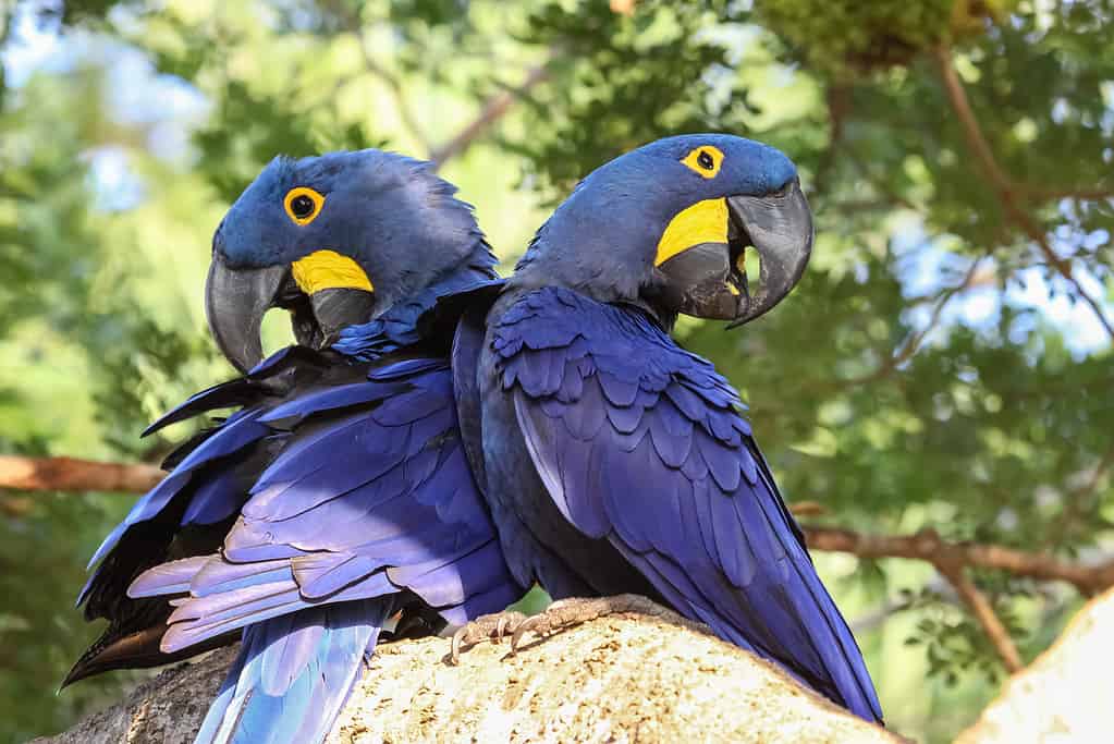 Pair of Hyacinth macaws perching together on a branch