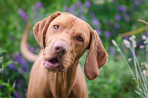 Are Vizslas Good Family Dogs? 5 Reasons to Consider this Breed Picture