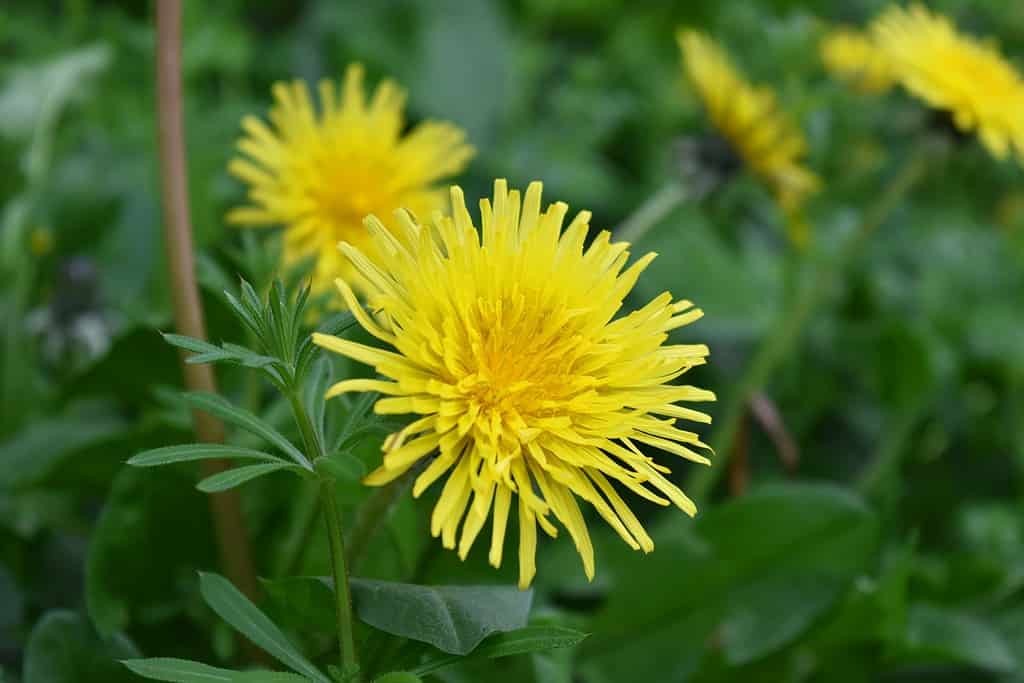 Dandelions are an edible plant that is perfect for your bearded dragon's home.