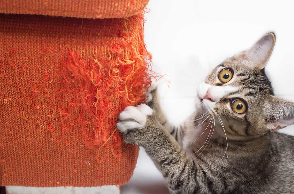 Kitten scratching fabric sofa