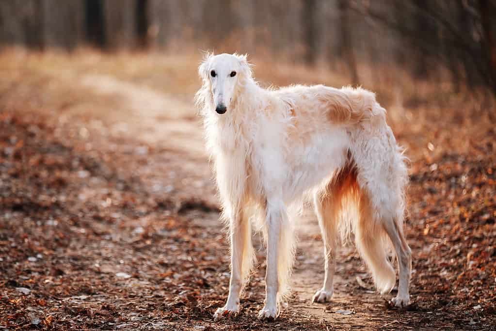 Dog Russian Borzoi Wolfhound Head , Outdoors Spring Autumn Time