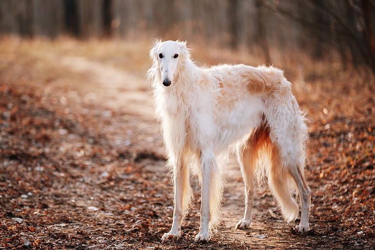 Dog Russian Borzoi Wolfhound Head , Outdoors Spring Autumn Time