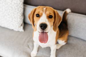 Are Beagles the Most Troublesome Dogs? 13 Common Complaints About Them  Picture