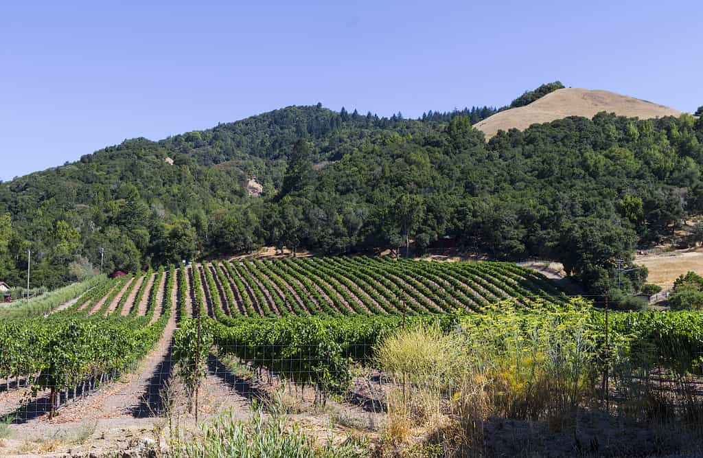 California Vineyard