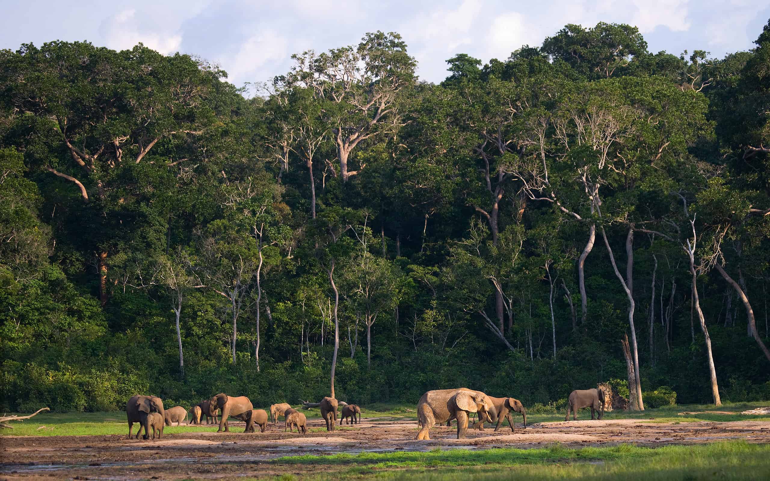 Group of forest elephants in the forest edge. Republic of Congo. Dzanga-Sangha Special Reserve. Central African Republic.