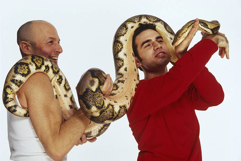 Two men holding a massive snake