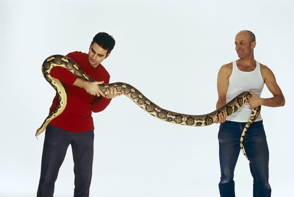 Two men holding a massive snake