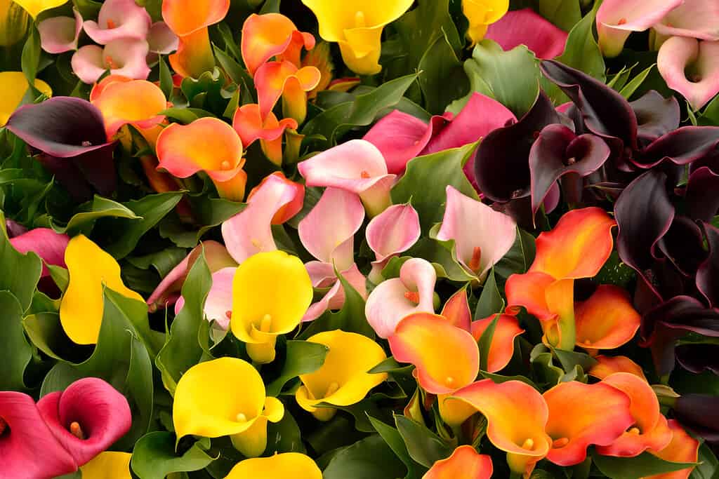 Calla lily (Zantedeschia) flowers in full bloom.