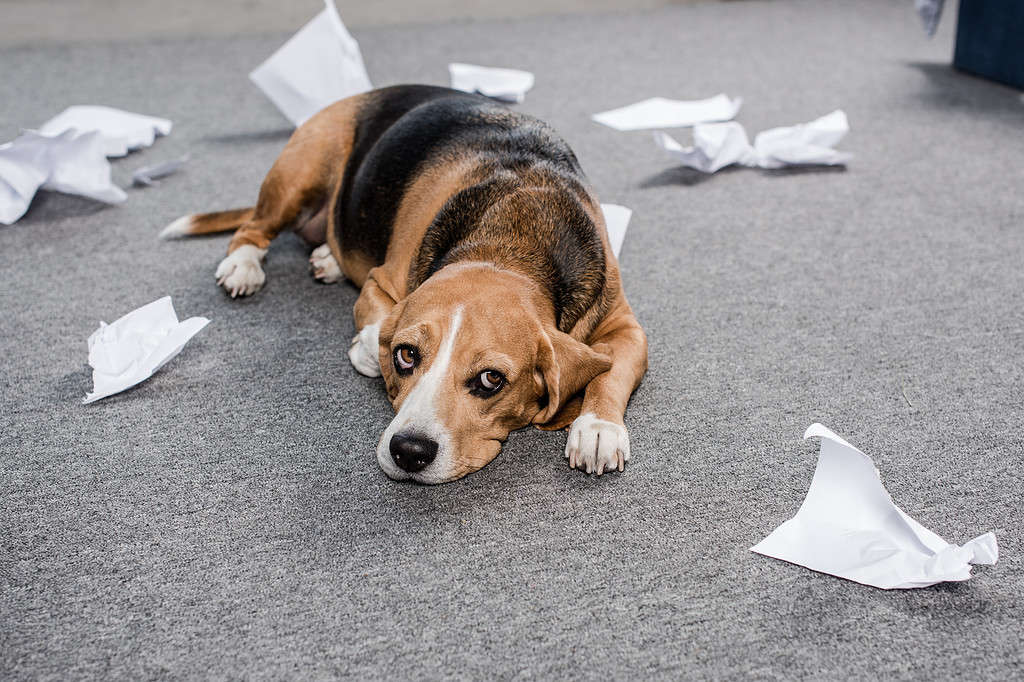 guilty beagle dog with torn paper lying on floor at home