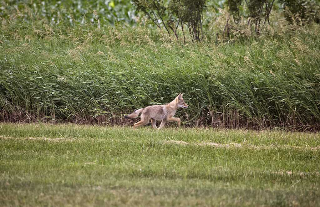 Coyote Pup canada