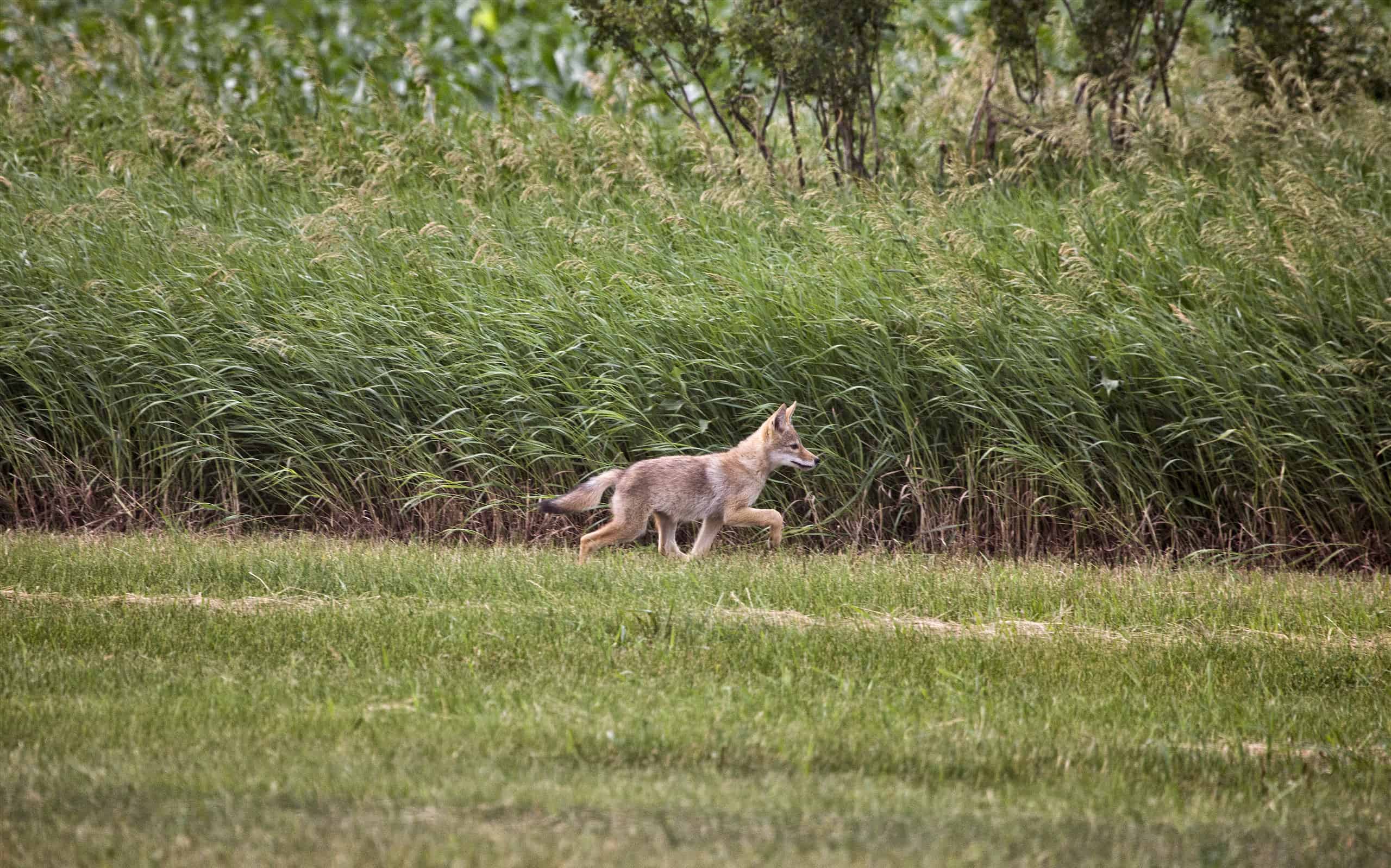 Coyote Pup canada