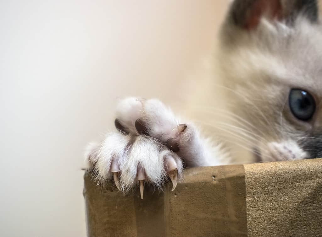 Cat showing two paws on top of a cardboard box, out of focus in the background