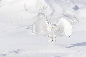 What Kind of Owl Is Hedwig From the Harry Potter Series? Picture