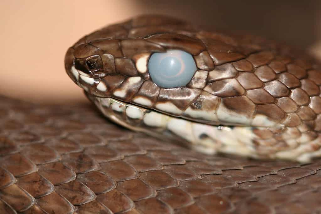snake with cloudy eye about to shed their skin