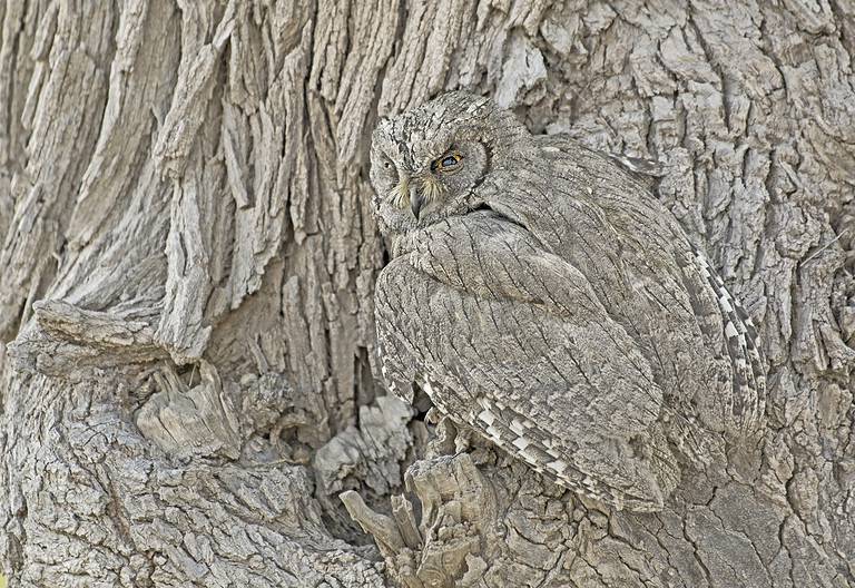 Nature's Camouflage (Pallid scops owl or striated scops owl.)