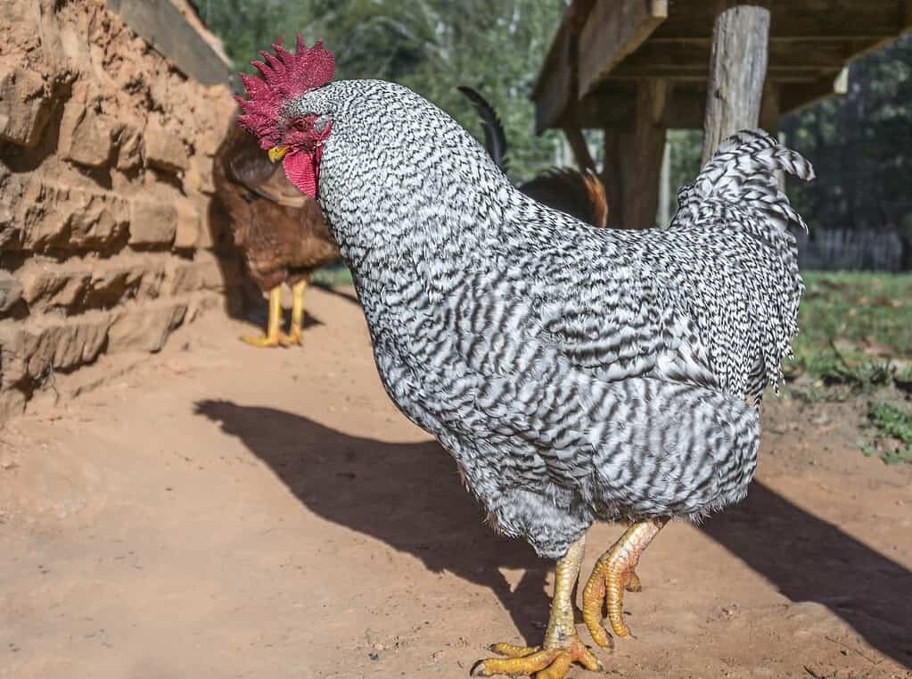 Plymouth Rock Rooster