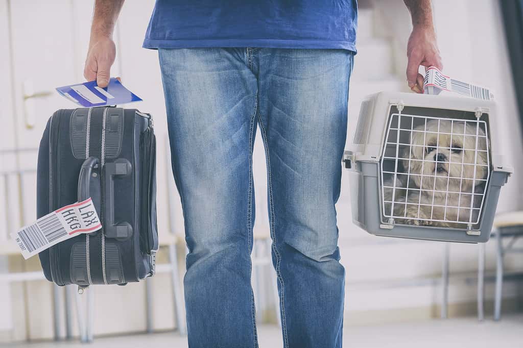 little dog in the airline cargo pet carrier