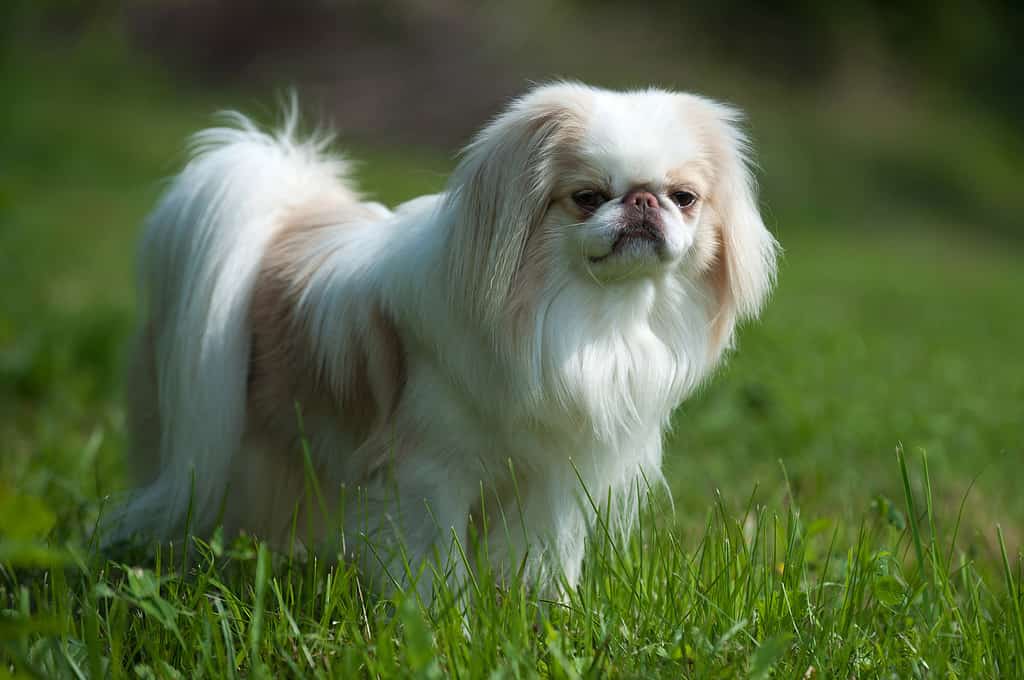 Japanese Chin