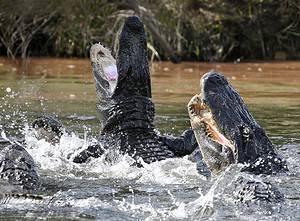 How Many Alligators Live in Florida’s Lake Seminole? Picture