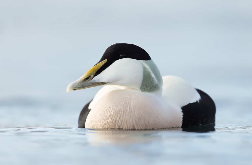 Close up of a male common eider, Norway.