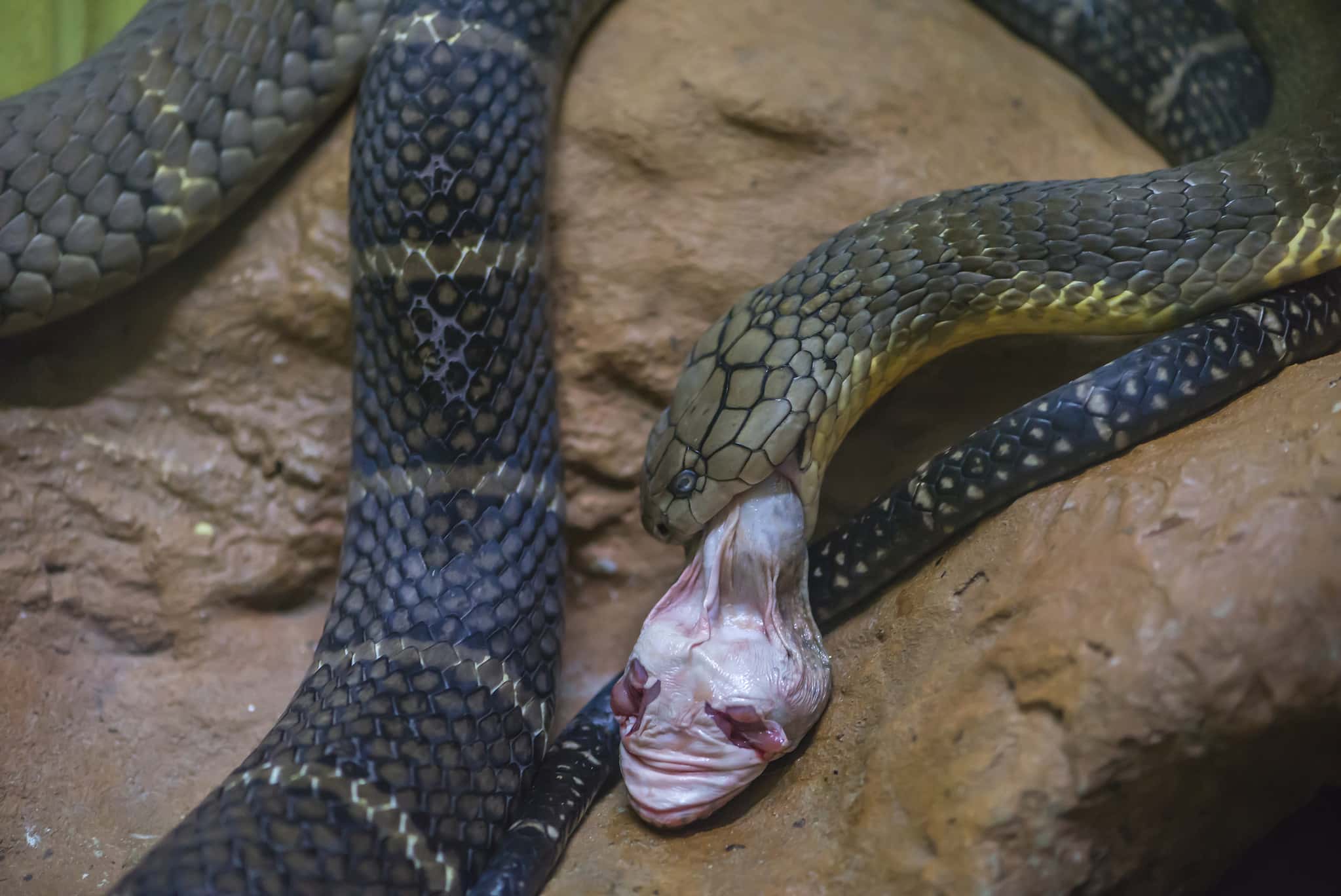 Where Is a Snake's Heart? 5 Amazing Facts About Their Anatomy - A-Z Animals