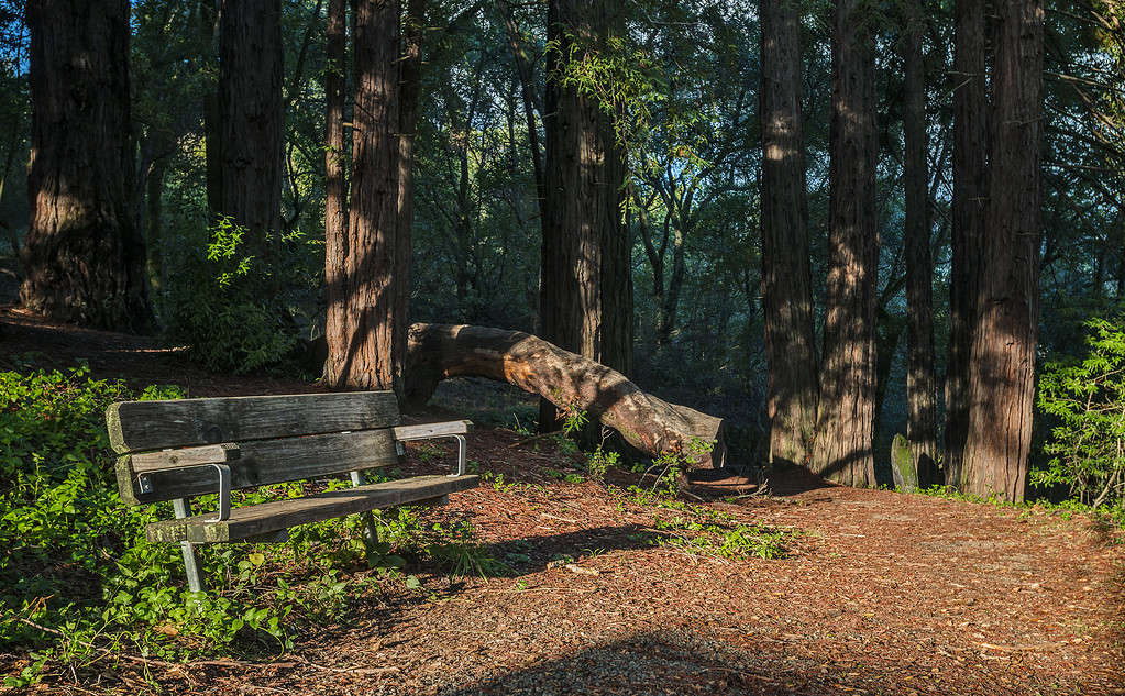 Park Bench Surrounded by California Redwoods
