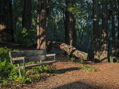 A Redwood vs. Yellow Cedar Tree: 6 Differences Between These Towering Giants