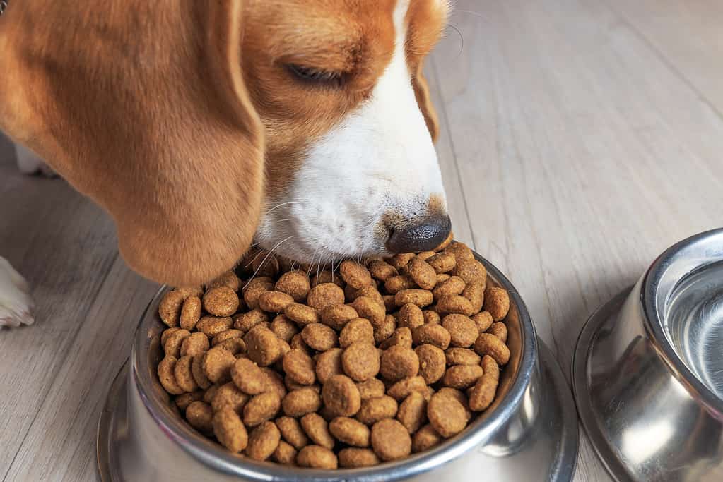 Dry dog food is good for the dogs teeth and gums because it can remove plaque build-up.