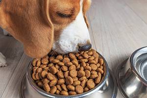 Can Humans Eat Dog Food? Picture