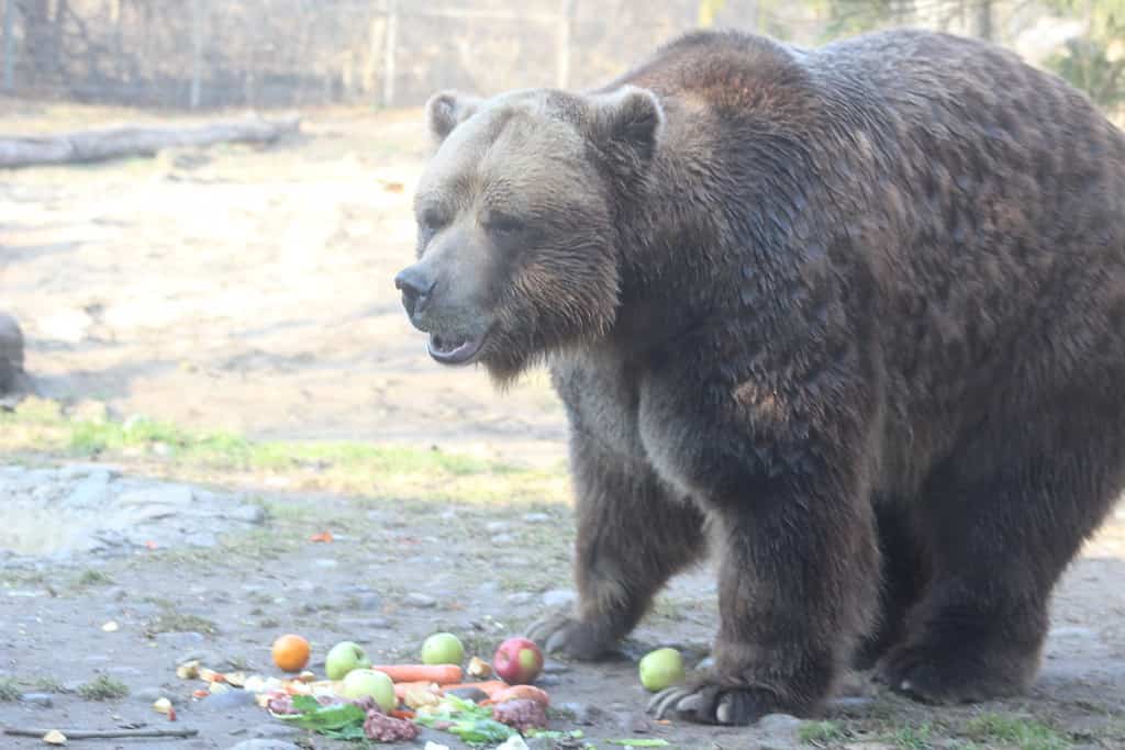 Grizzly bears eating at a sanctuary where they work to restore populations of the infamous predator