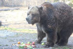 Grizzly bears eating at a sanctuary where they work to restore populations of the infamous predator