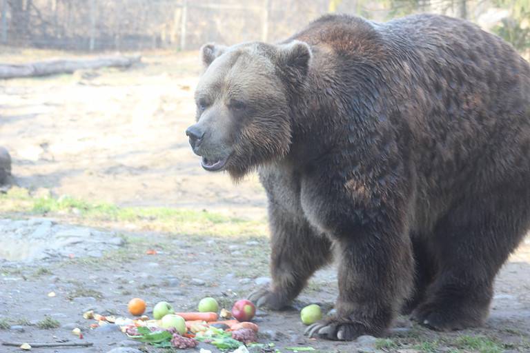 Grizzly bears eating at a sanctuary where they work to restore populations of the infamous predator