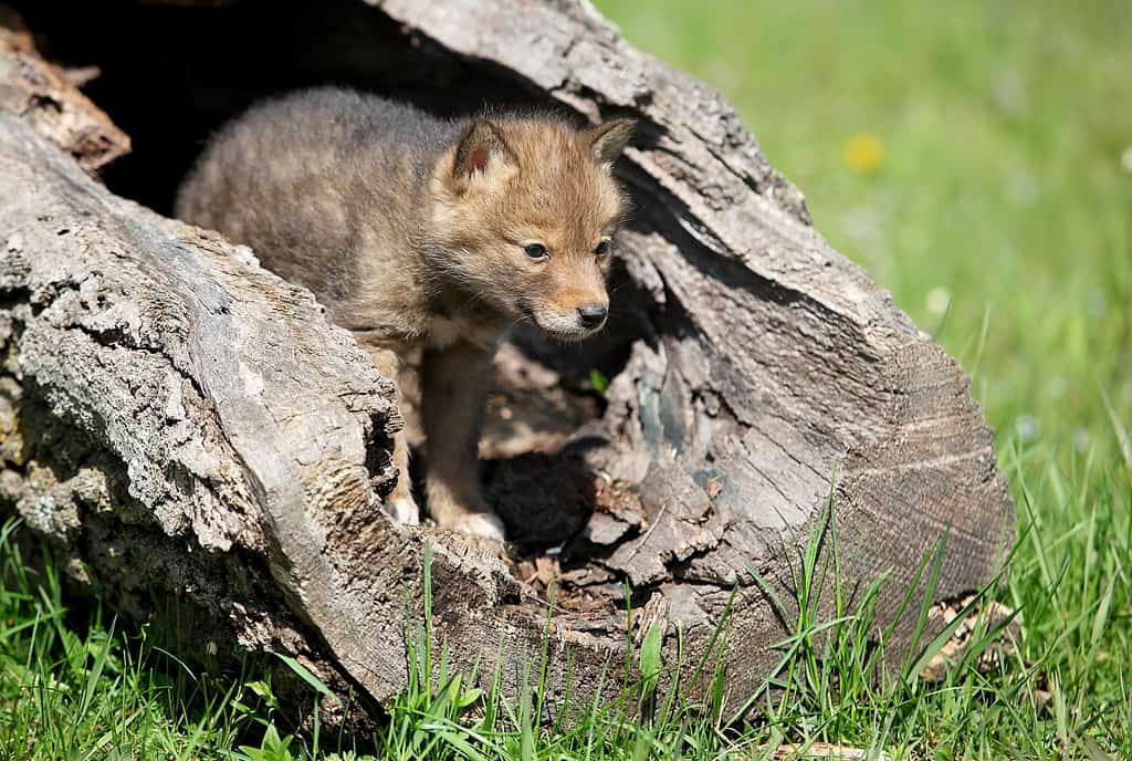Coyote pups playing in a hollowed log