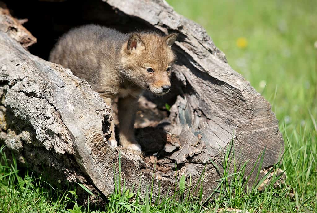 Baby Coyote Pup: 11 Pictures and 10 Incredible Facts - A-Z Animals