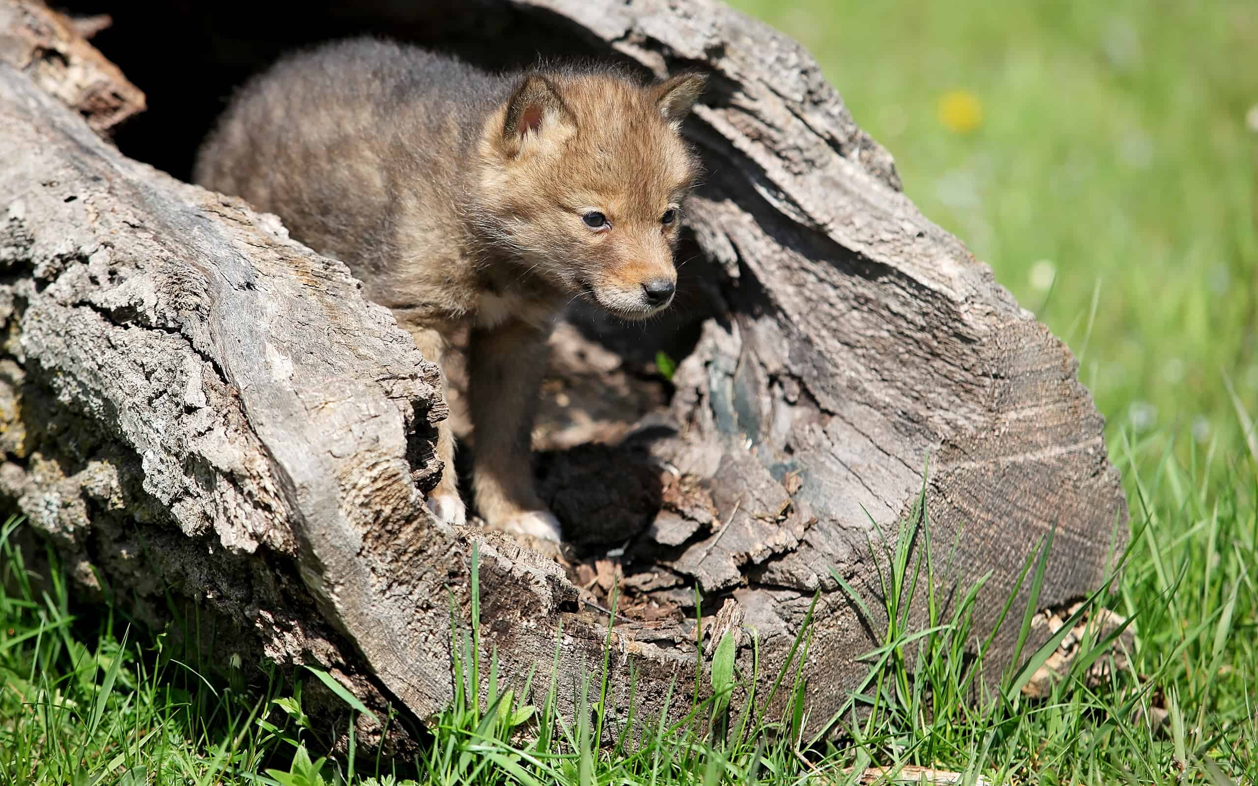 Coyote pups playing in a hollowed log