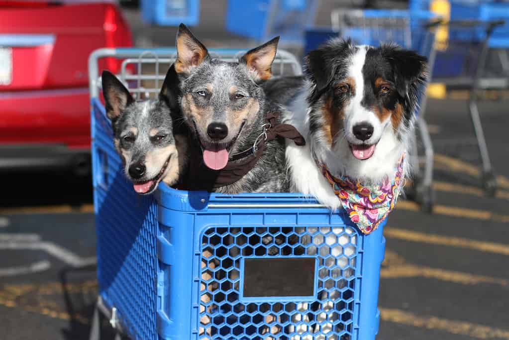 Dogs in Shopping Cart