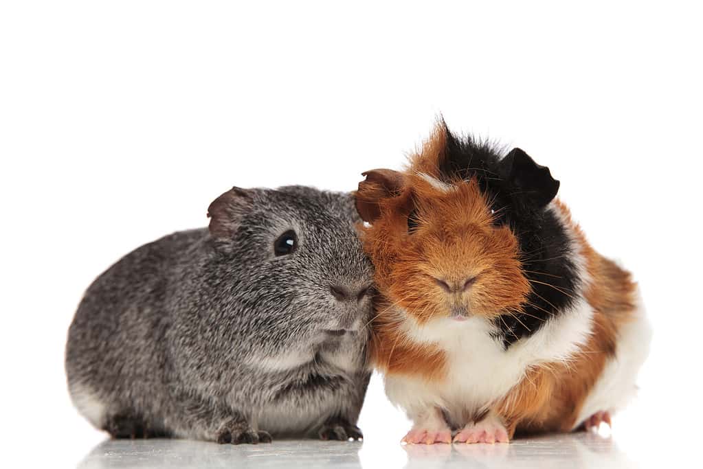 lovely guinea pig couple sitting