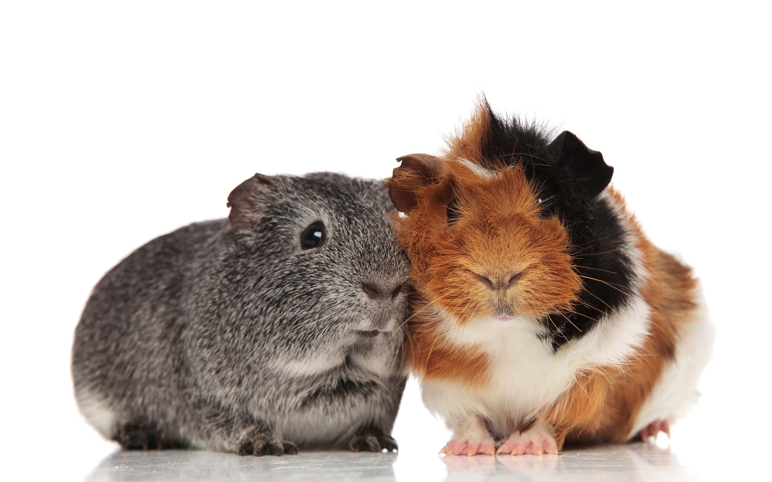 lovely guinea pig couple sitting