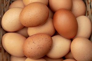 10 Chicken Breeds That Lay Speckled Eggs Picture