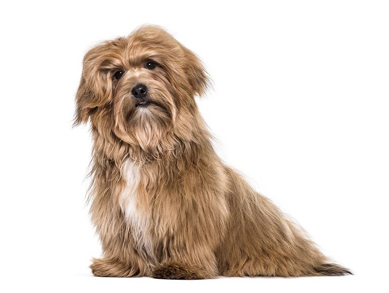 Havanese dog , 8 months old, sitting against white background