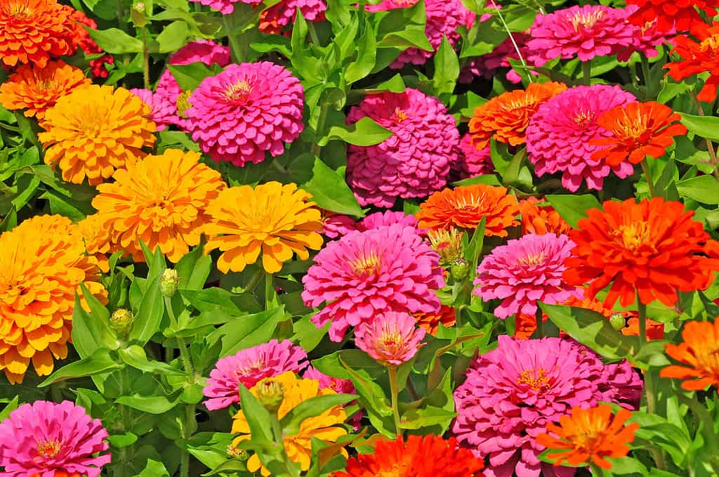 Garden with multicolored