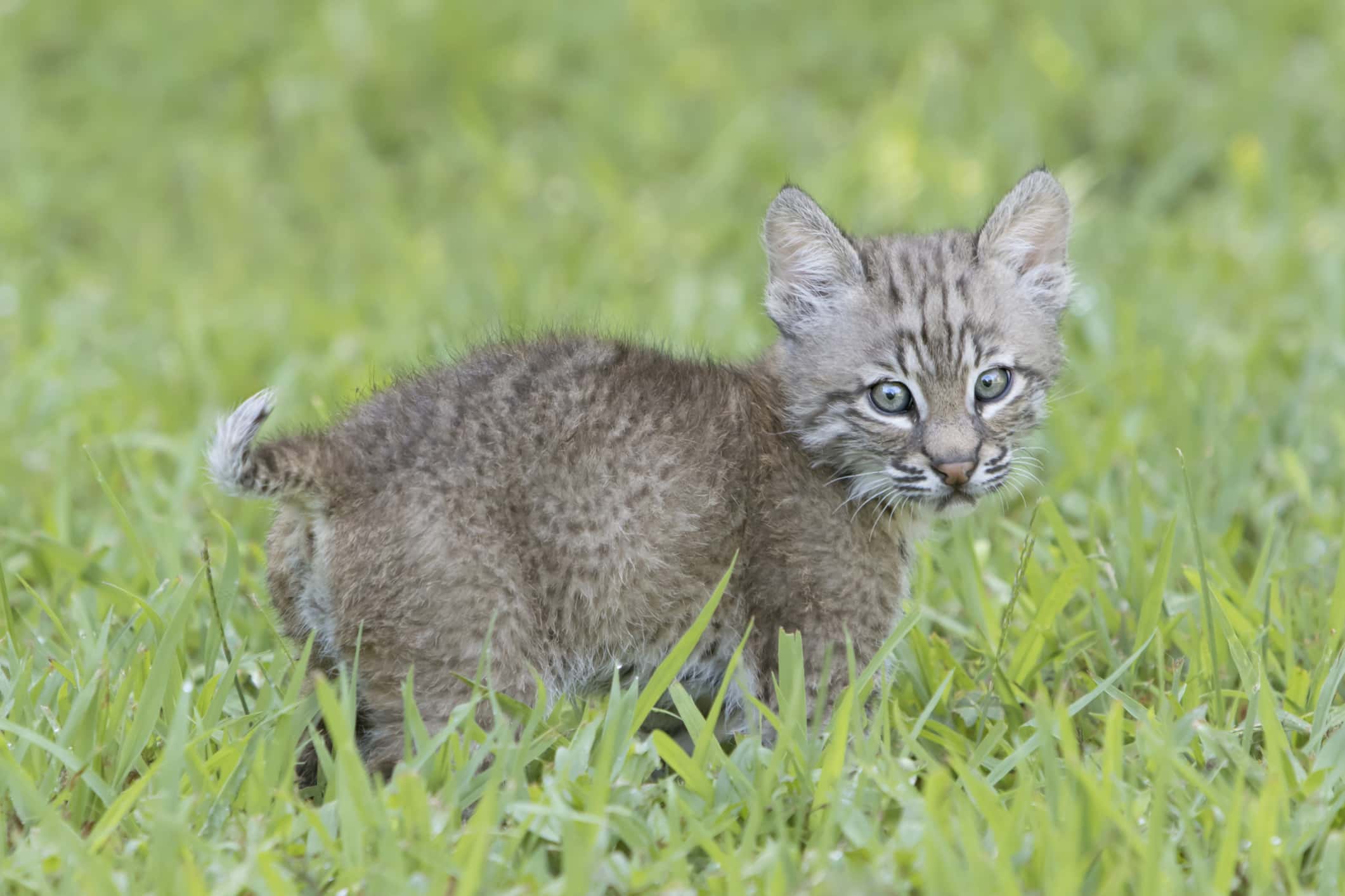 Cute Baby Bobcat (Lynx rufus) with tail up