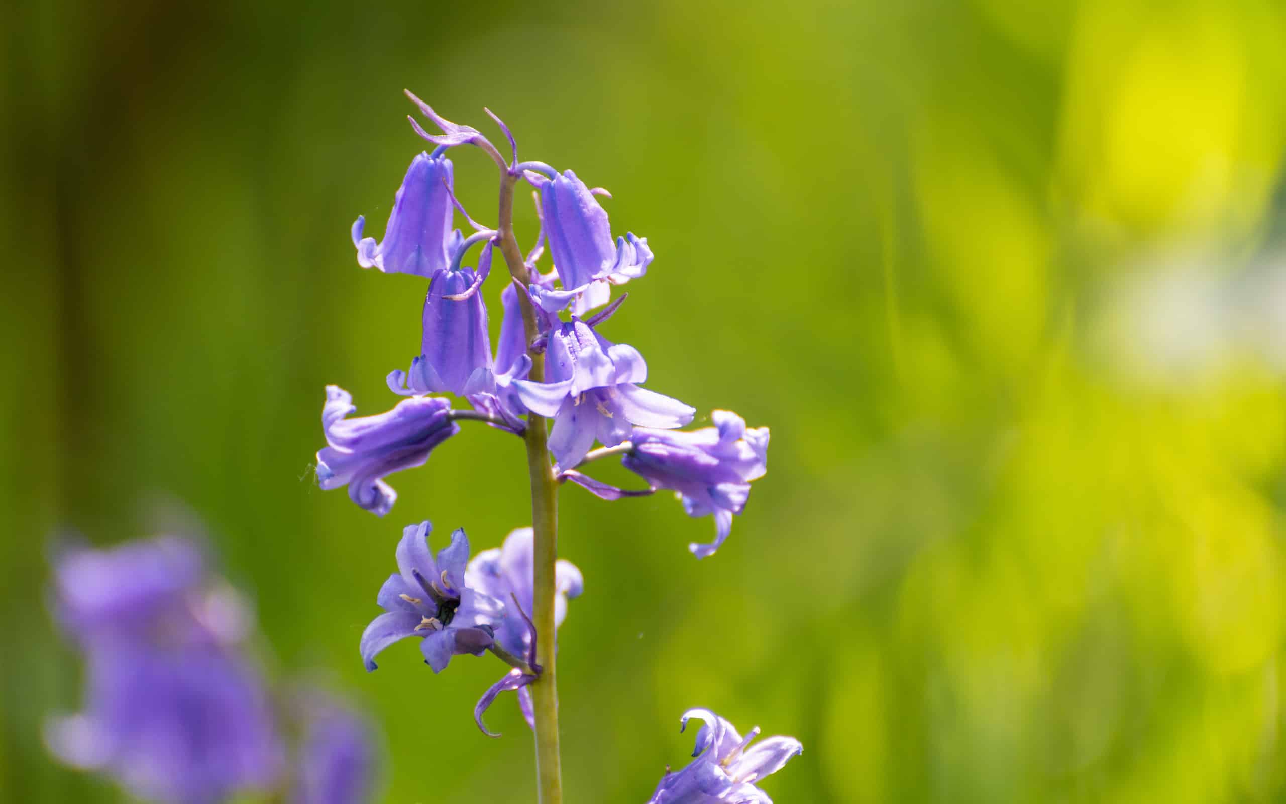 Sunlit Bluebells with a shallow depth of field