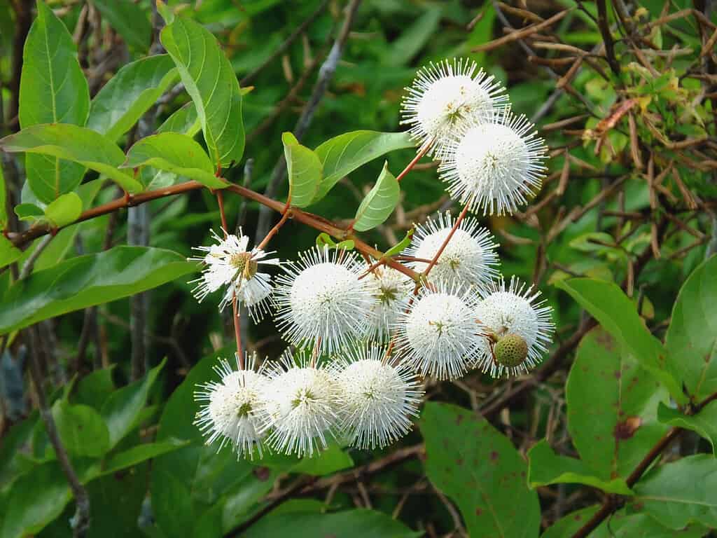 The 23 Best Plants and Flowers for Attracting Butterflies in Florida ...